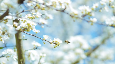 白花微距摄影